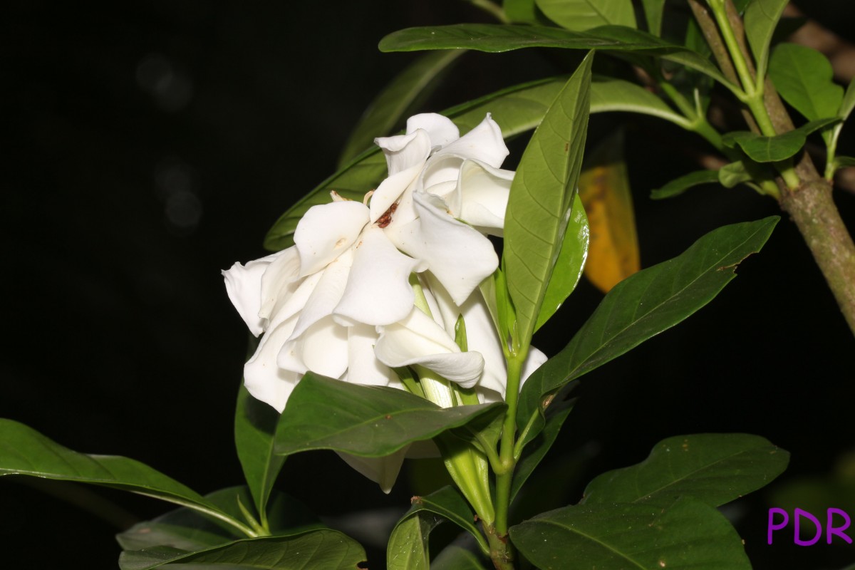 Gardenia jasminoides J.Ellis